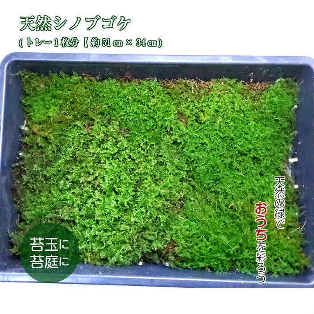 天然シノブゴケ　トレー１枚分