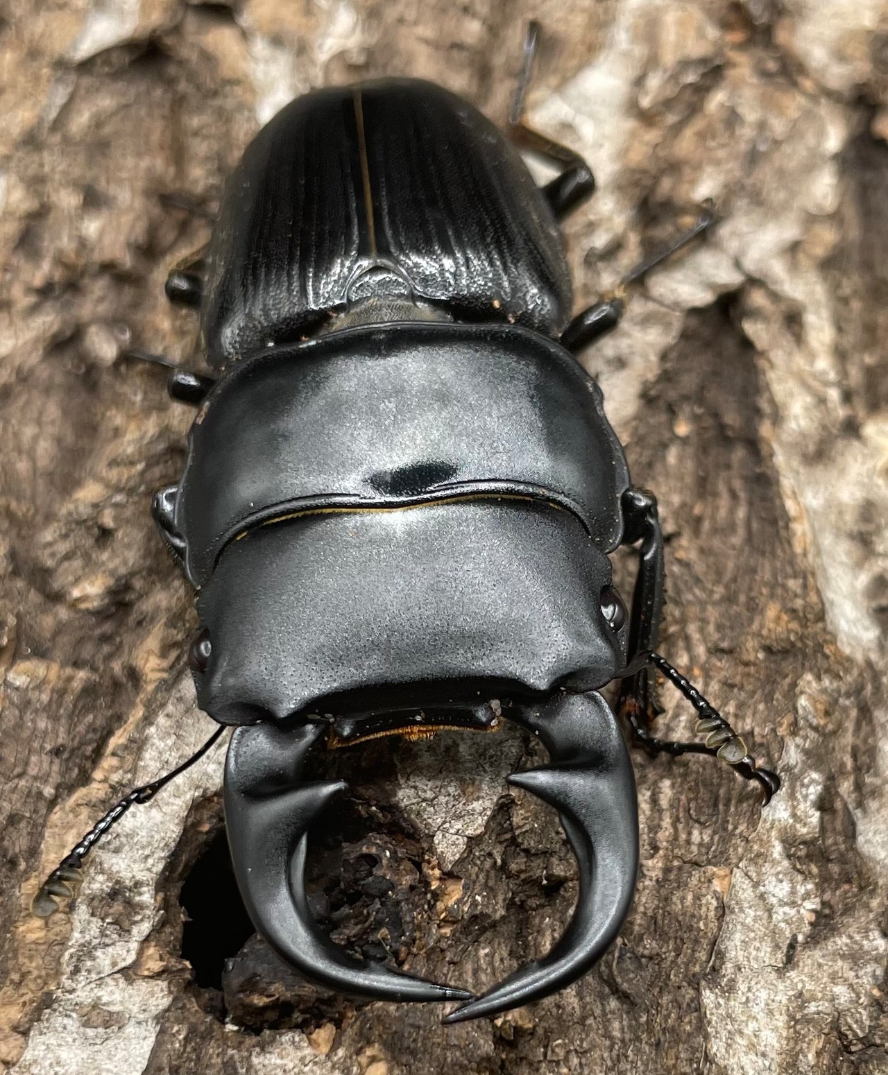 【WD】《パラワンパリーオオクワ 60mmUP ペア》