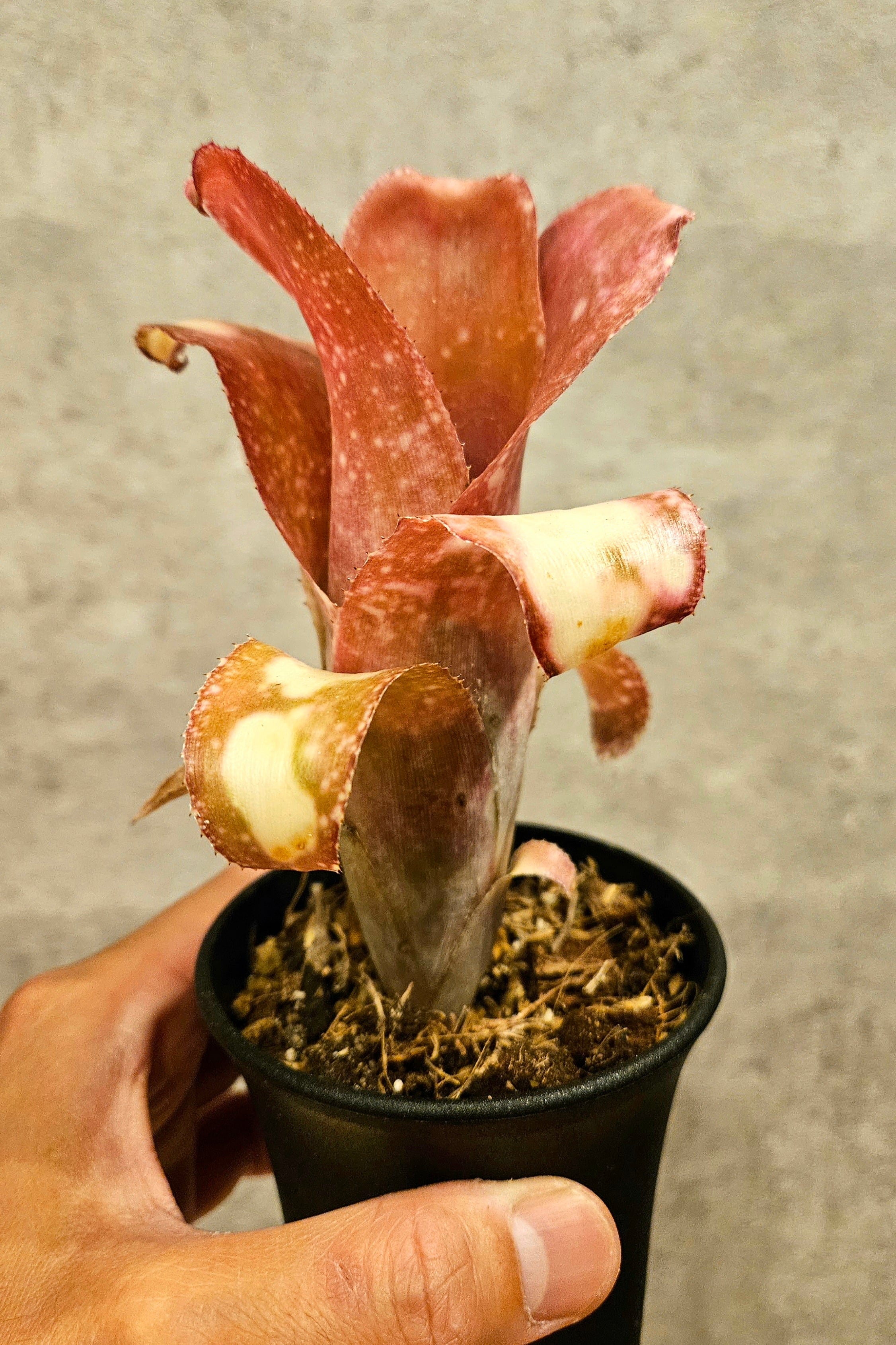 Billbergia Pink Champagne【artPLANTs】ビルベルギア/タンク Billbergia Pink Champagne【artPLANTs】ビルベルギア/タンク