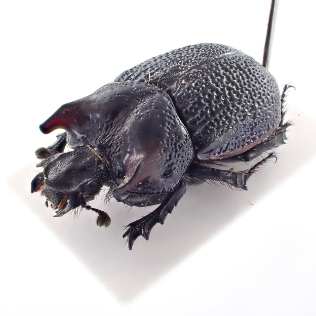 チリ産 Frickius variolosus ♂ 15mm