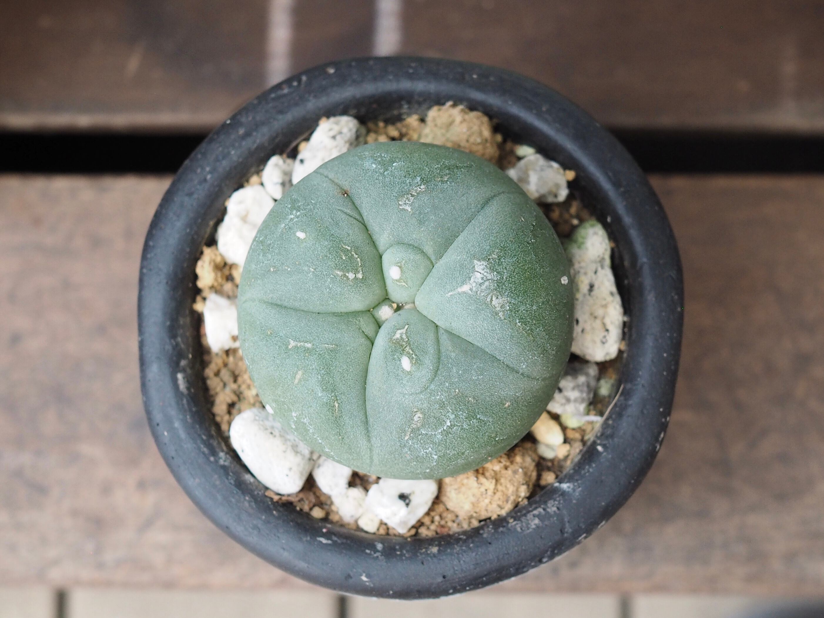 プランツモンスターポット 鉢①プランツモンスターポット 植木鉢 プランツモンスターポット 鉢①プランツモンスターポット 植木鉢