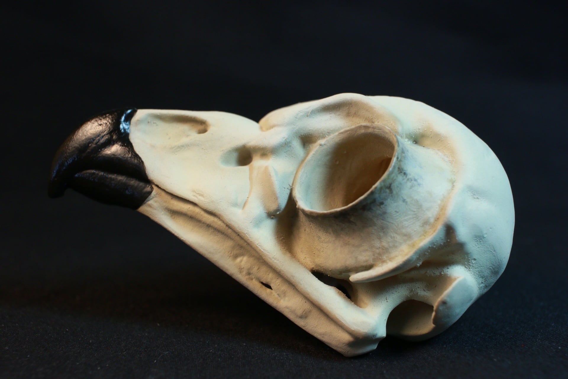 アメリカフクロウ 原寸大頭骨レプリカ | アンフィ合同会社