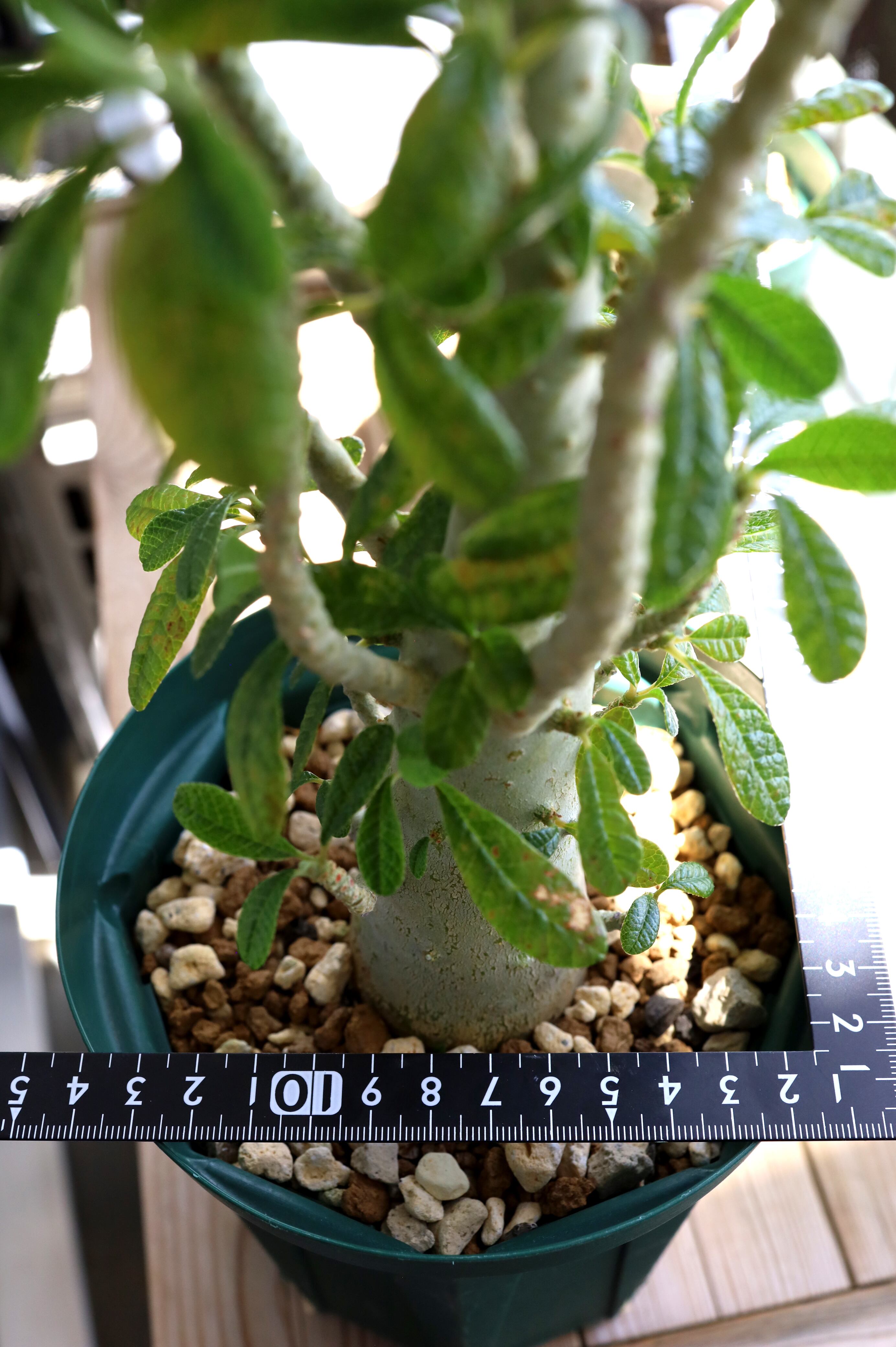 ドルステニア ギガス | Dorstenia gigas | SAVVY PLANTS