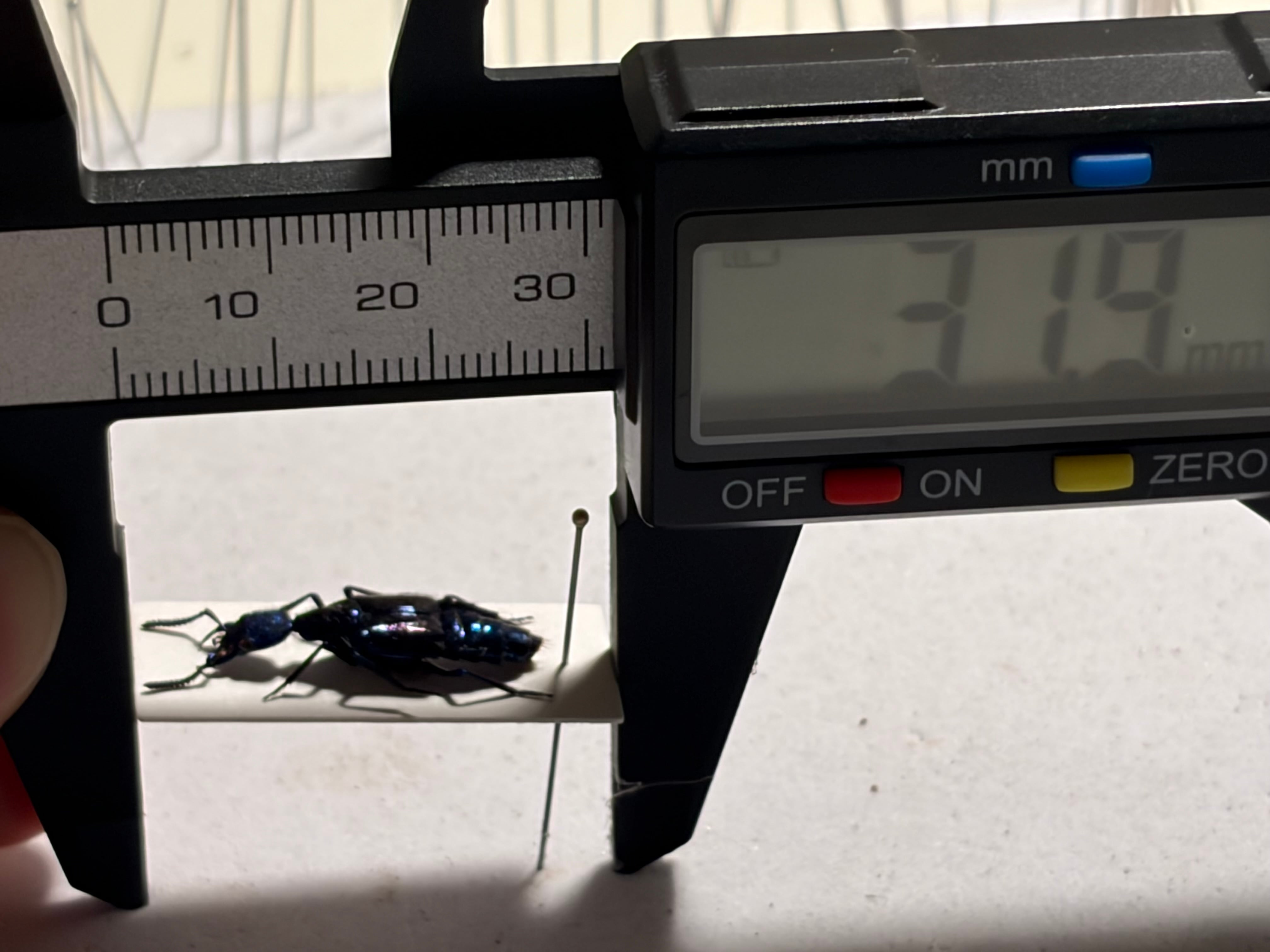 22mm】青と紫がとんでもなく美しい大型のハネカクシ 標本 ハンミョウ隠
