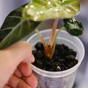 ALOCASIA HEART BALLON PINK VARIGATED│アロカシア ハートバルーン ピンク斑入④│観葉植物