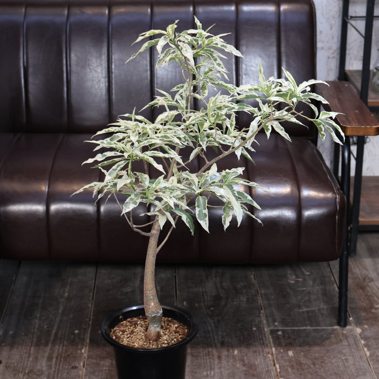 325 神木に現れた、美しき“変異”『斑入り バオバブ アダンソニア