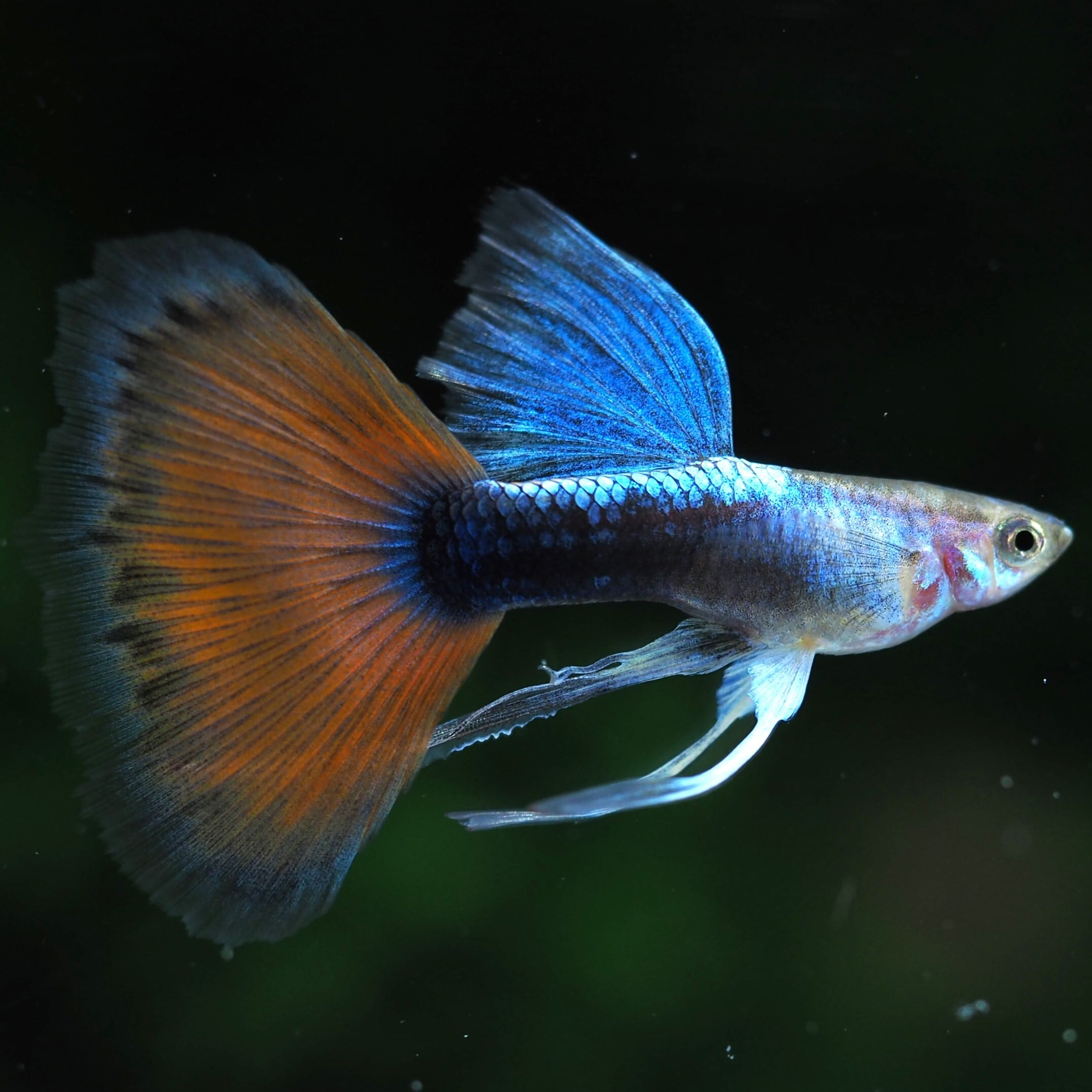 伊豆グッピーファーム