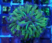 ParaAncora Hologram 1