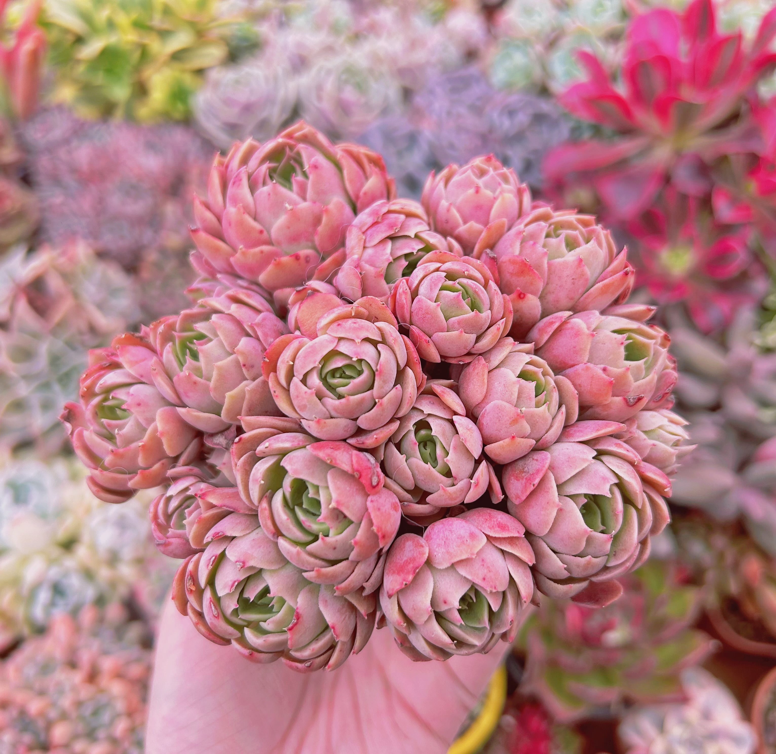 多肉植物　Echeveria  新品種　デザートローズ　6頭以上　特大