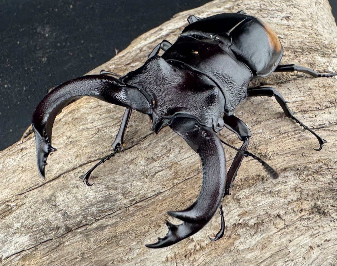 【WD】《セアカフタマタ(パリーフタマタ) 82mm ペア》