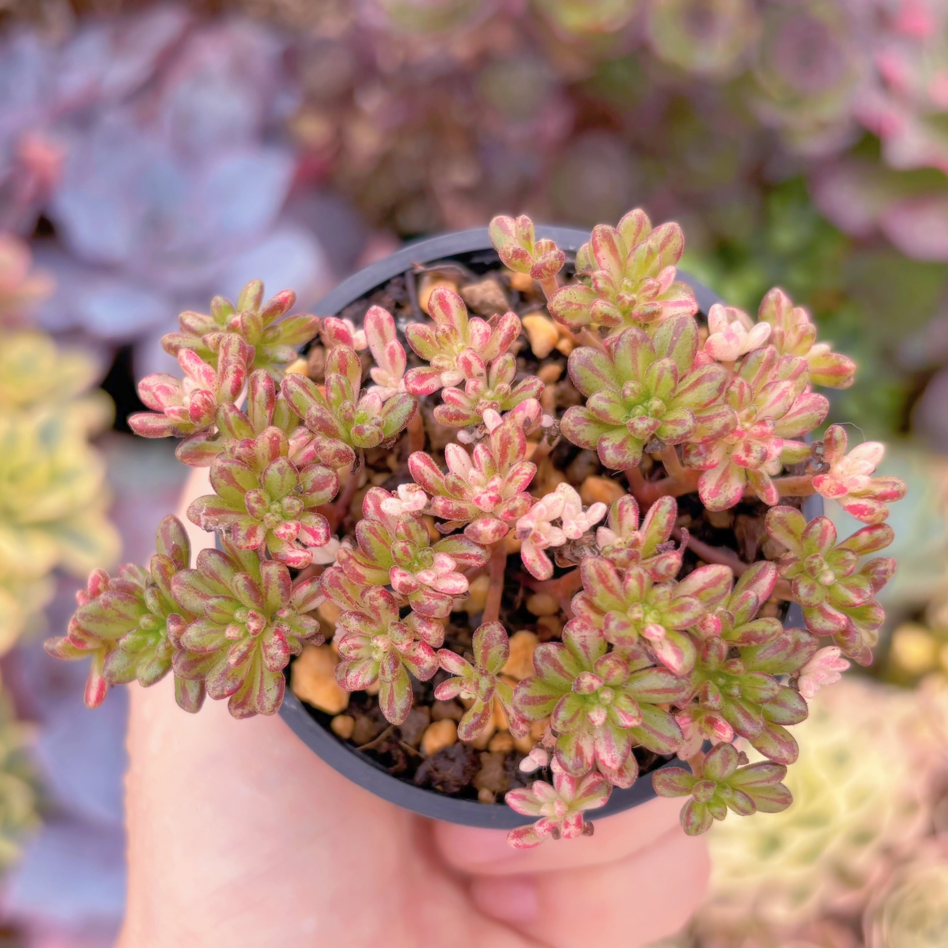 現品　小人の祭り錦#621　群生　るる農園