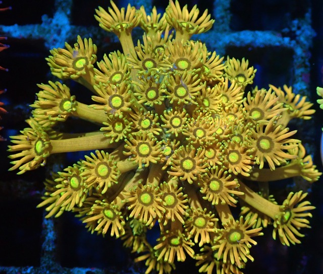 【現地買付】Goniopora FromMakassar 1