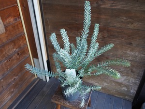 【現物】アカシア　”ブルーブッシュ”　B