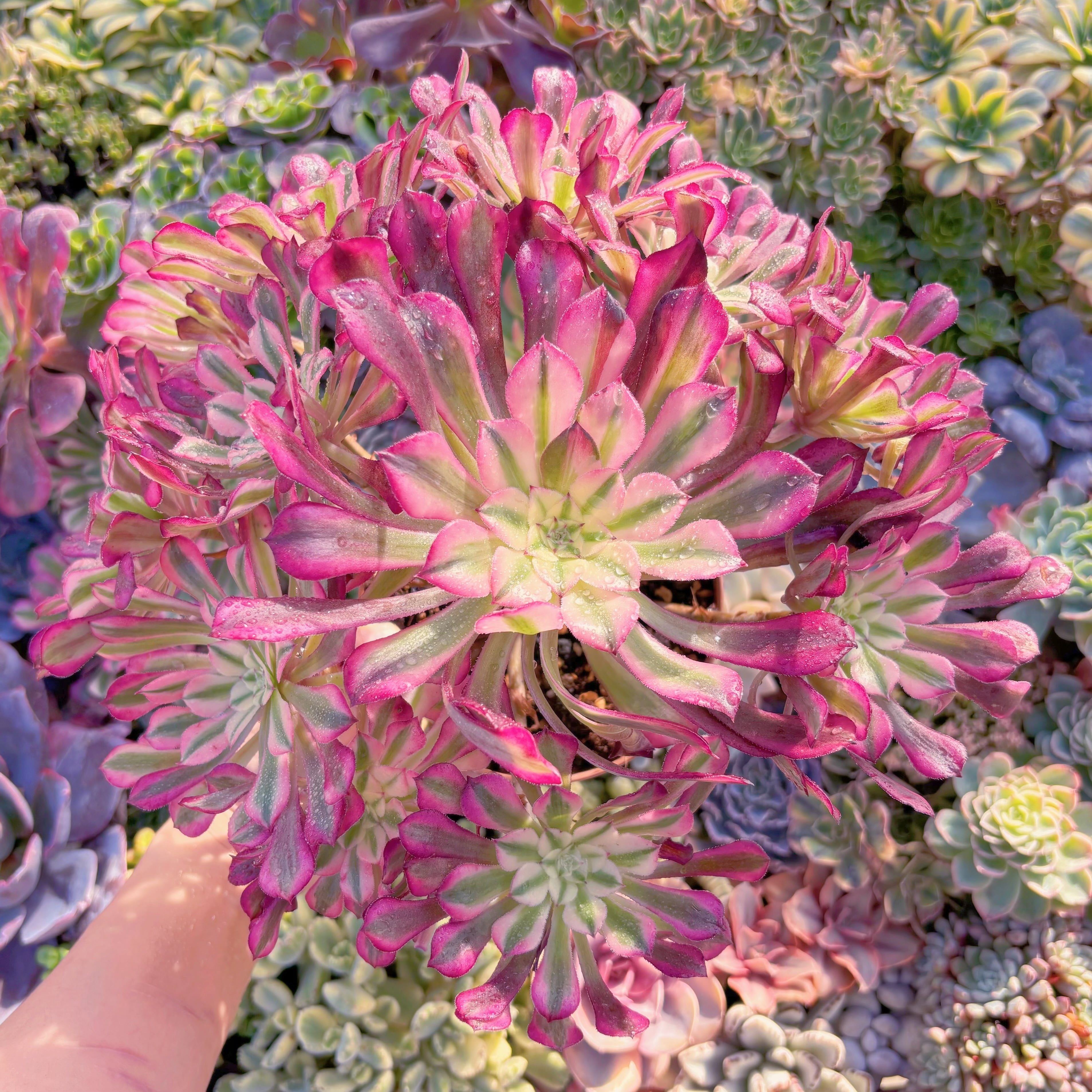 現品　ブラックチェリー#M154　特大群生　新入荷　るる農園