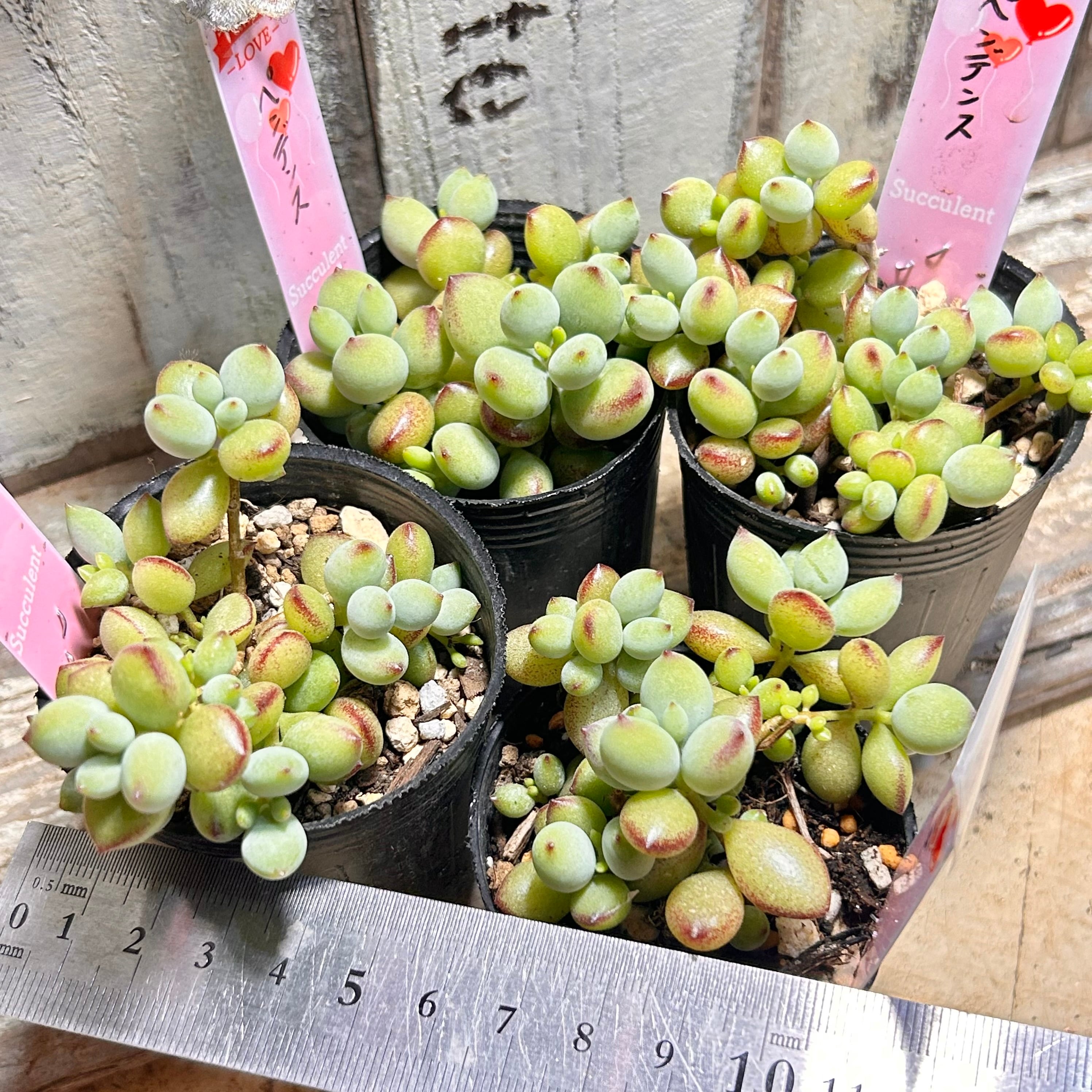 ペンデンス | RuPo 多肉植物専門店
