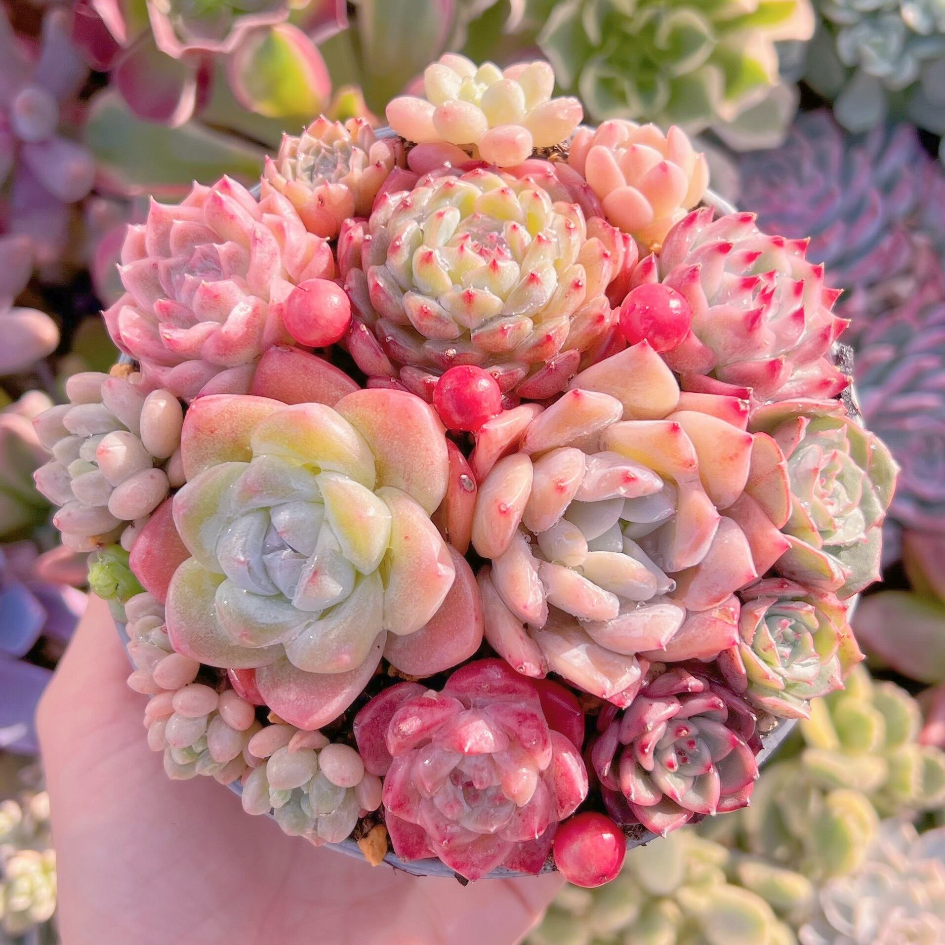 現品　寄せ植え鍋セット#591   るる農園