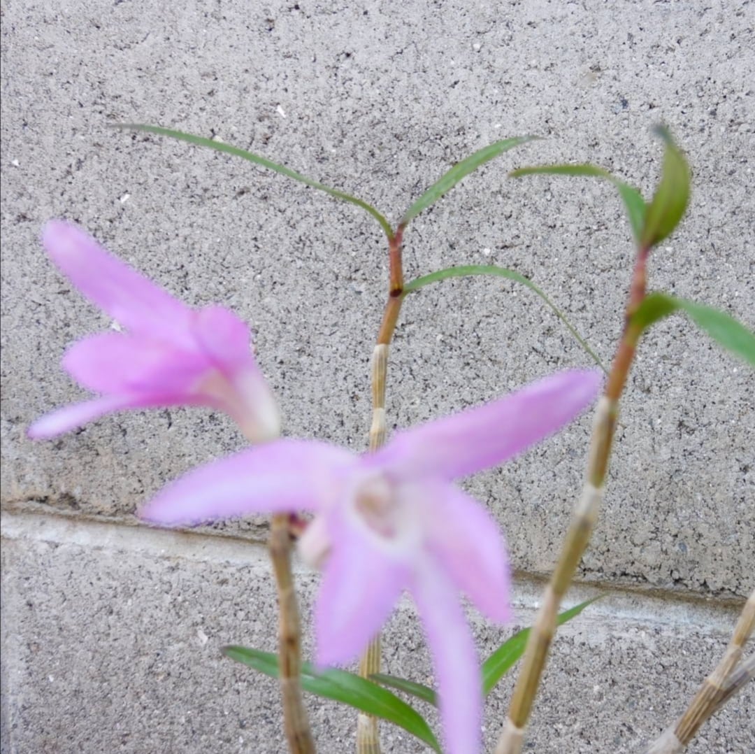 セッコク 長生蘭 富貴の光 | COCORO
