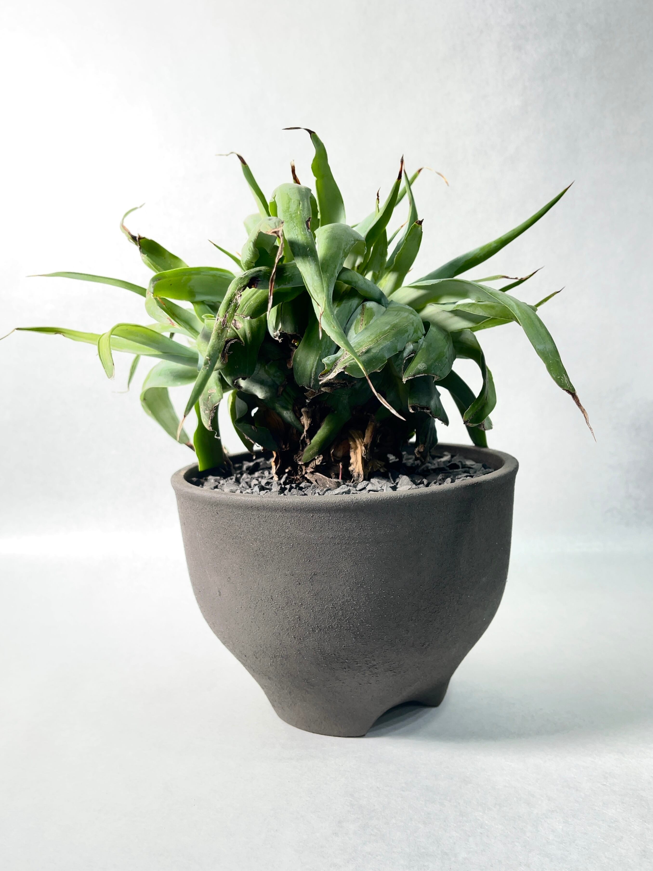 アガベ・ビルモリニアナ綴化 | trigger