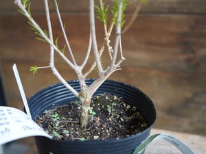 ■ メラレウカ ”アルミラリス”　A【現物】