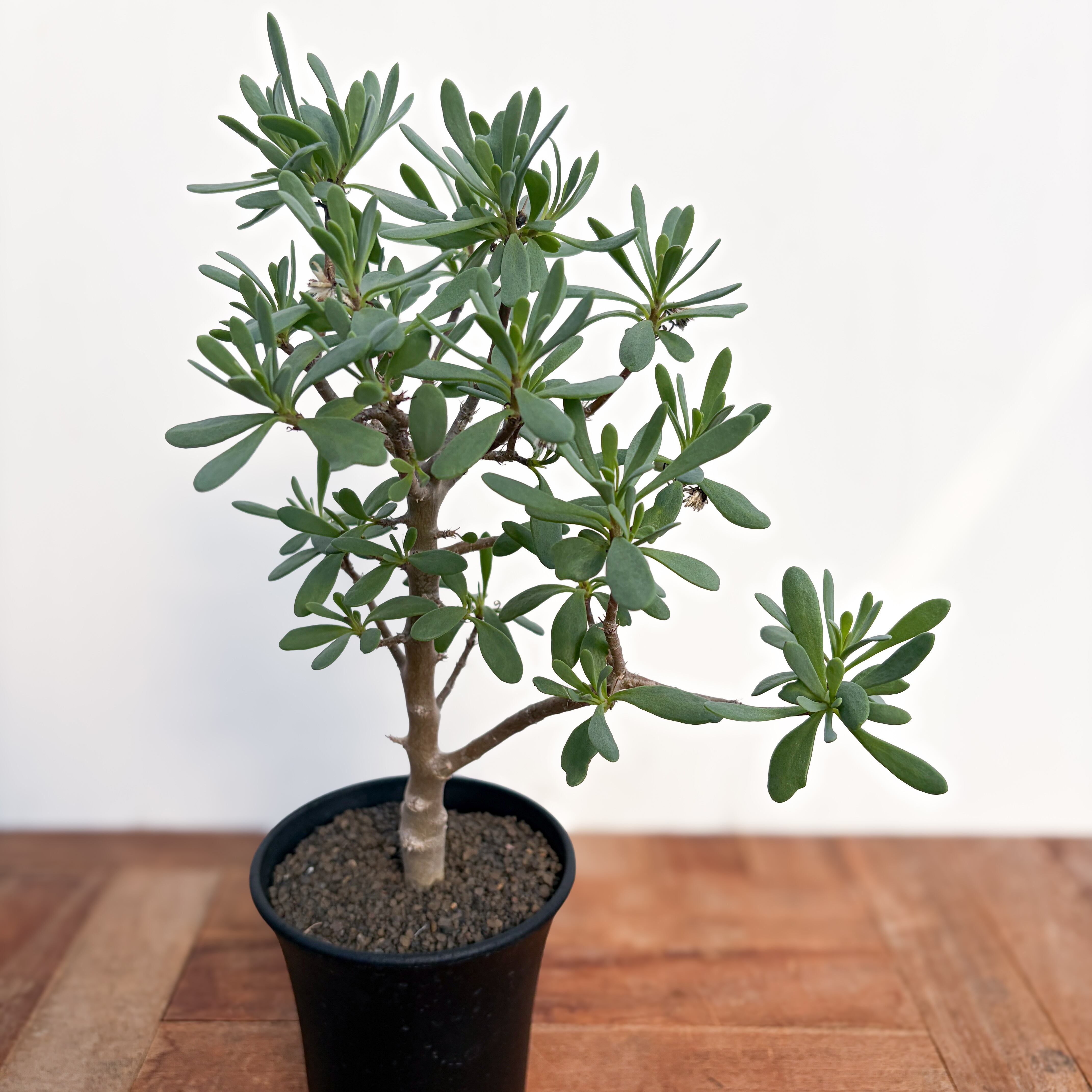 オトンナ・アルブスクラ（Othonna arbuscula）発根済 標本株 美形 Ohgi Nursery] オトンナ・アルブスクラ | 多肉植物・特別な鉢の販売 塊根植物・コーデックス
