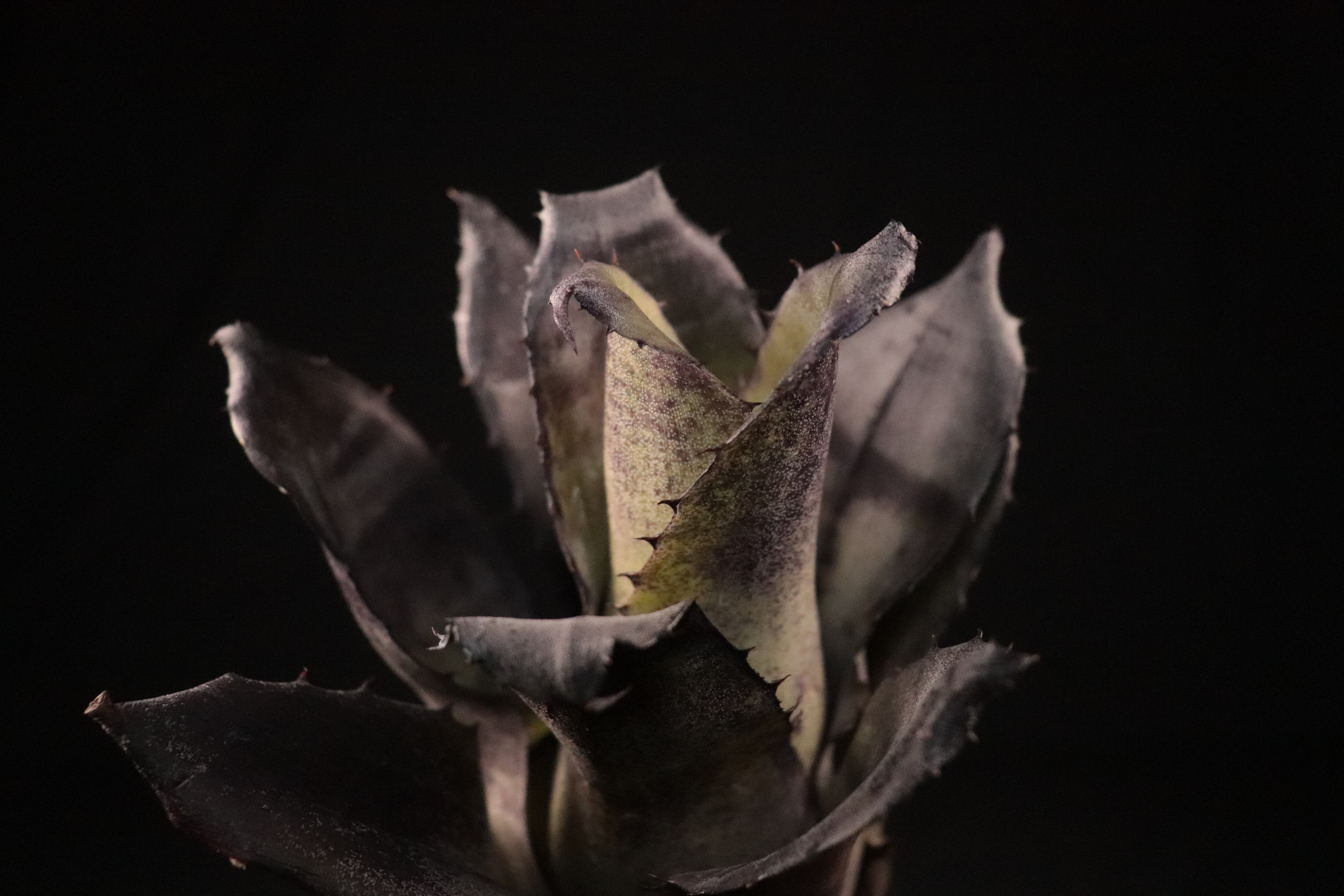 送料無料】 Hohenbergia leopoldo-horstii Black form