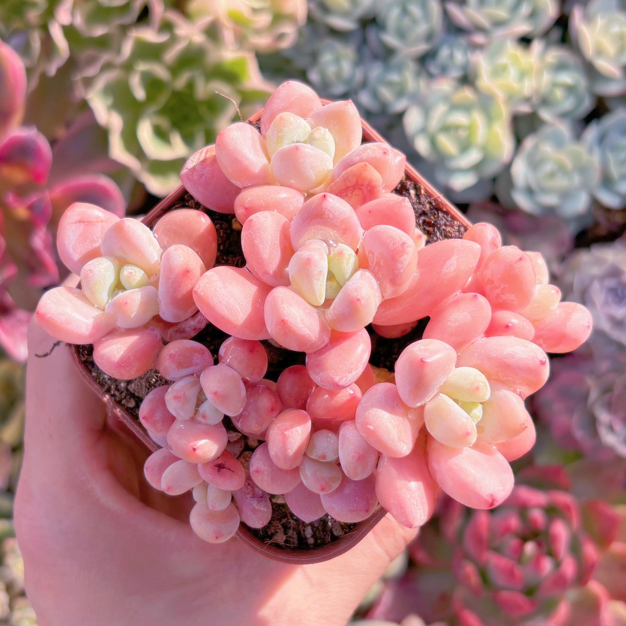 現品　マカロン#013　群生　新入荷　るる農園