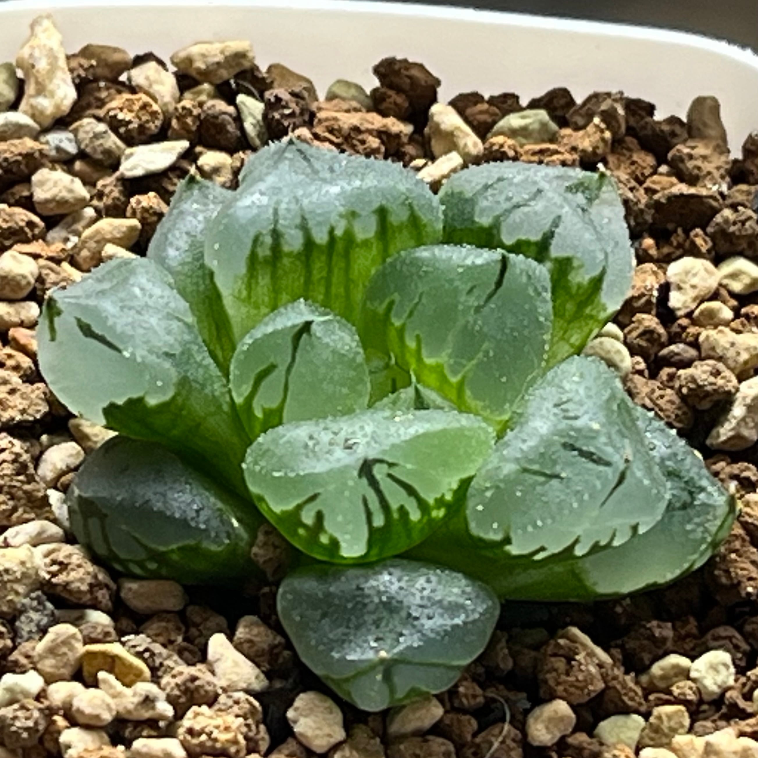 ハオルチア ブルコン般若 | mocono_plants