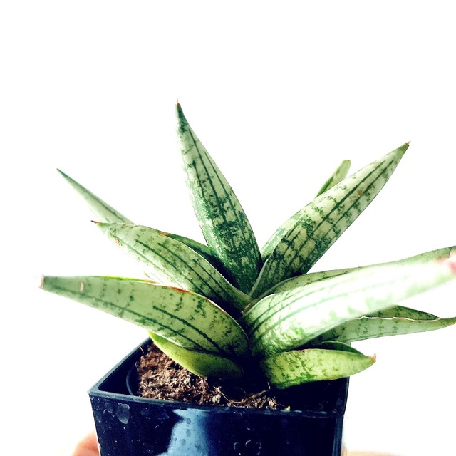 ◎希少植物 サンスベリア ヘリオスドワーフ｜3号鉢