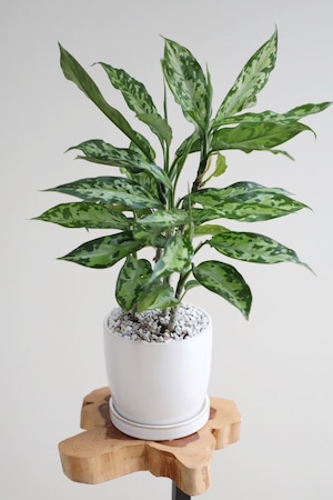 【S】アグラオネマ ピクタム エウレカ/Aglaonema  pictum