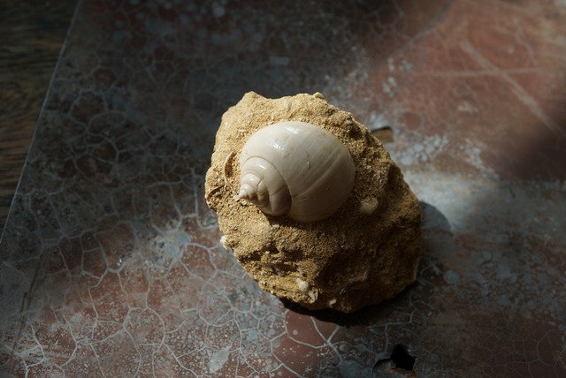 フランス産巻貝化石 Natica sp. 1532