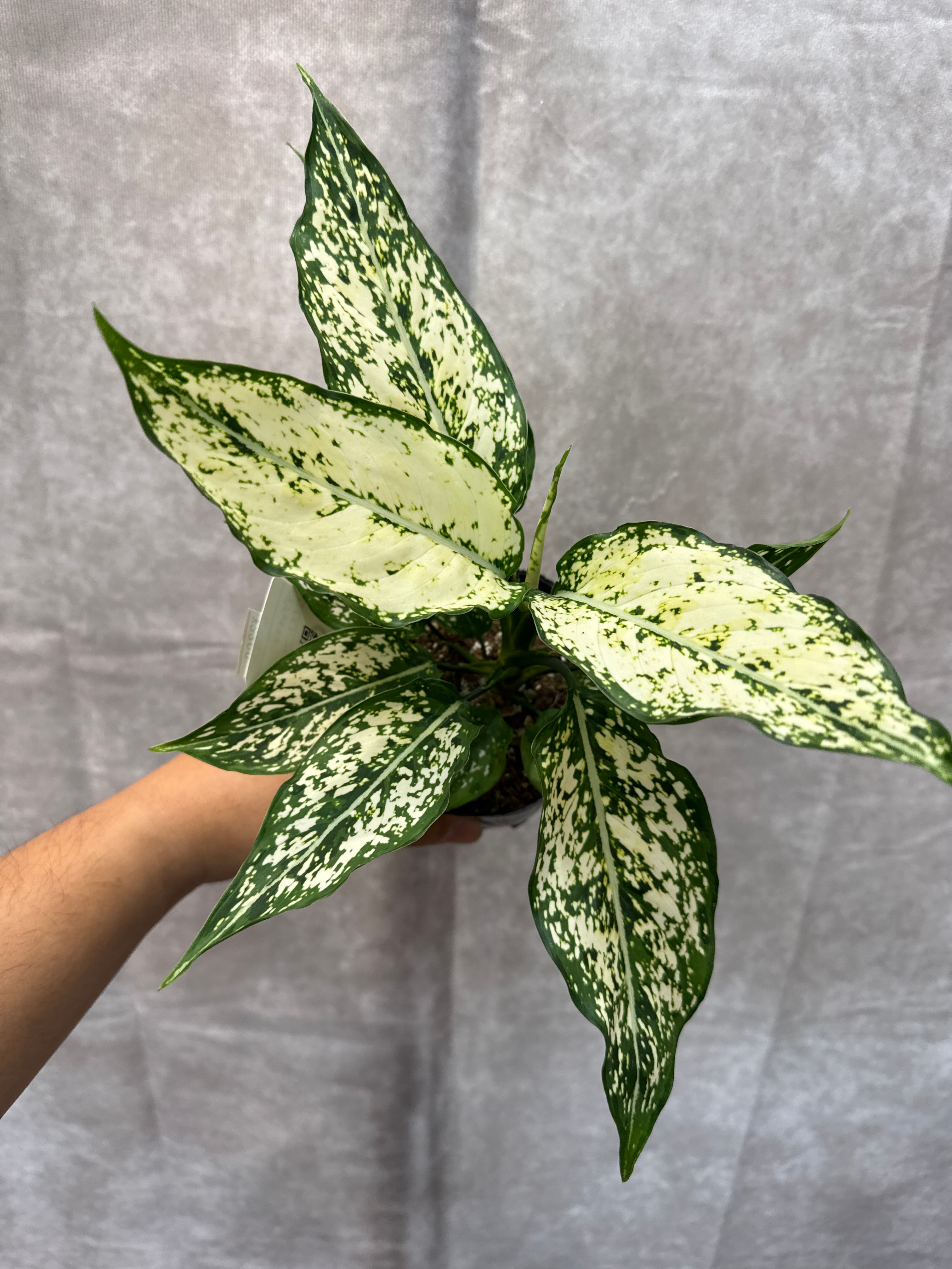 斑入り植物(バリエガータ・錦) | Gardenえん 【観葉熱帯植物】