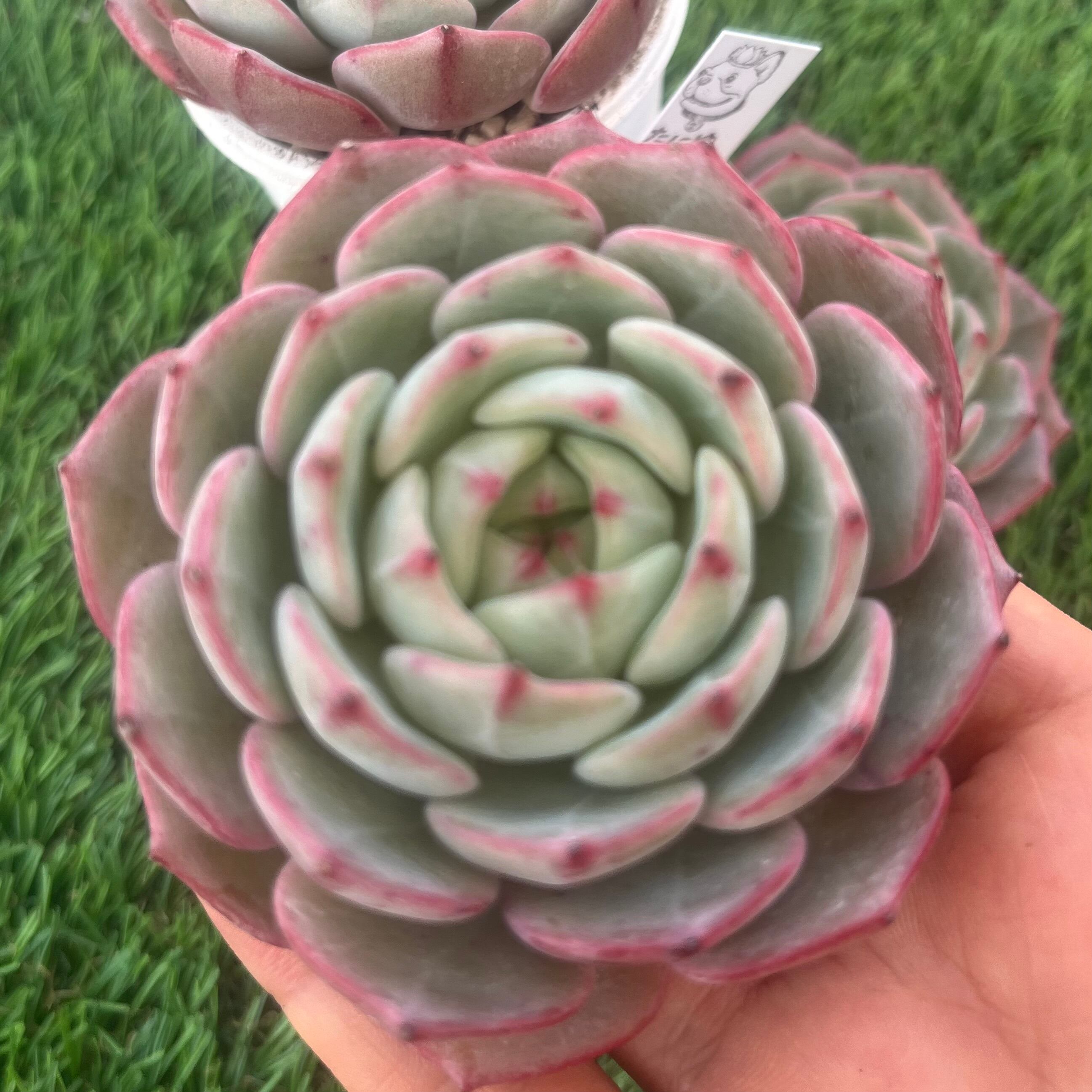 228現物 多肉植物 ストロベリーミルク | Pay ID