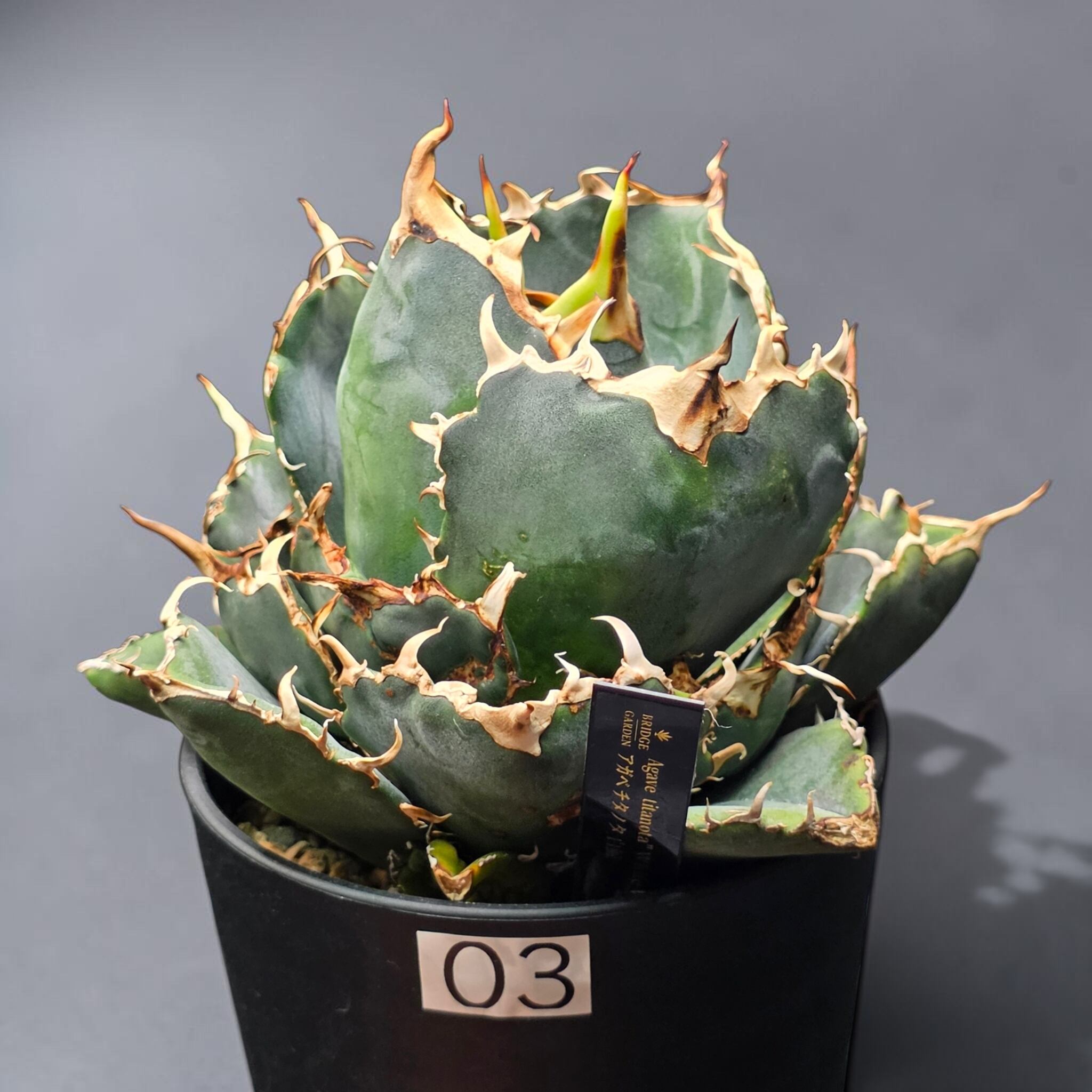 アガベ チタノタ 白鯨 (Agave titanota 'Hakugei') | BRIDGE GARDEN