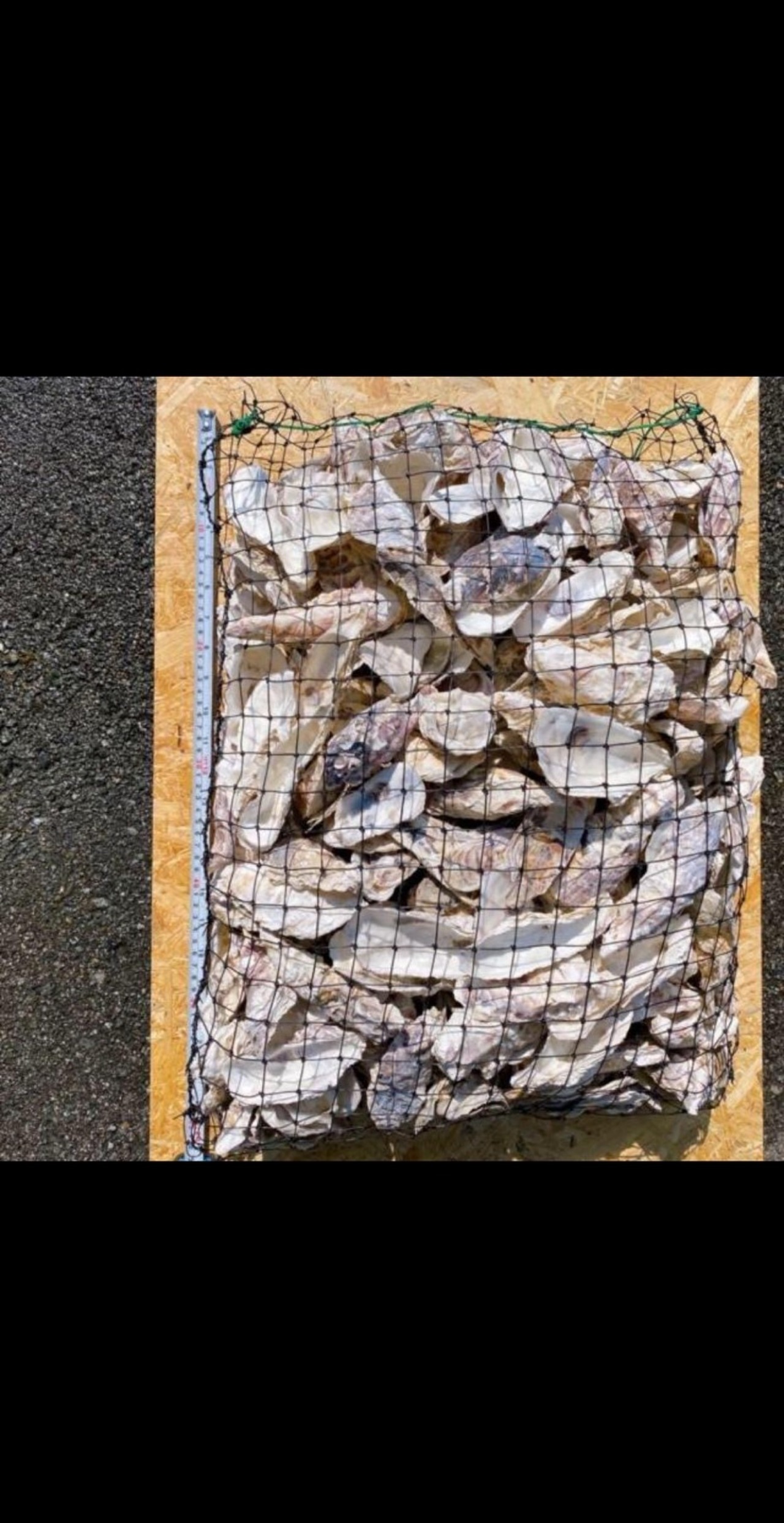 牡蠣殻6.7kg入り - 3