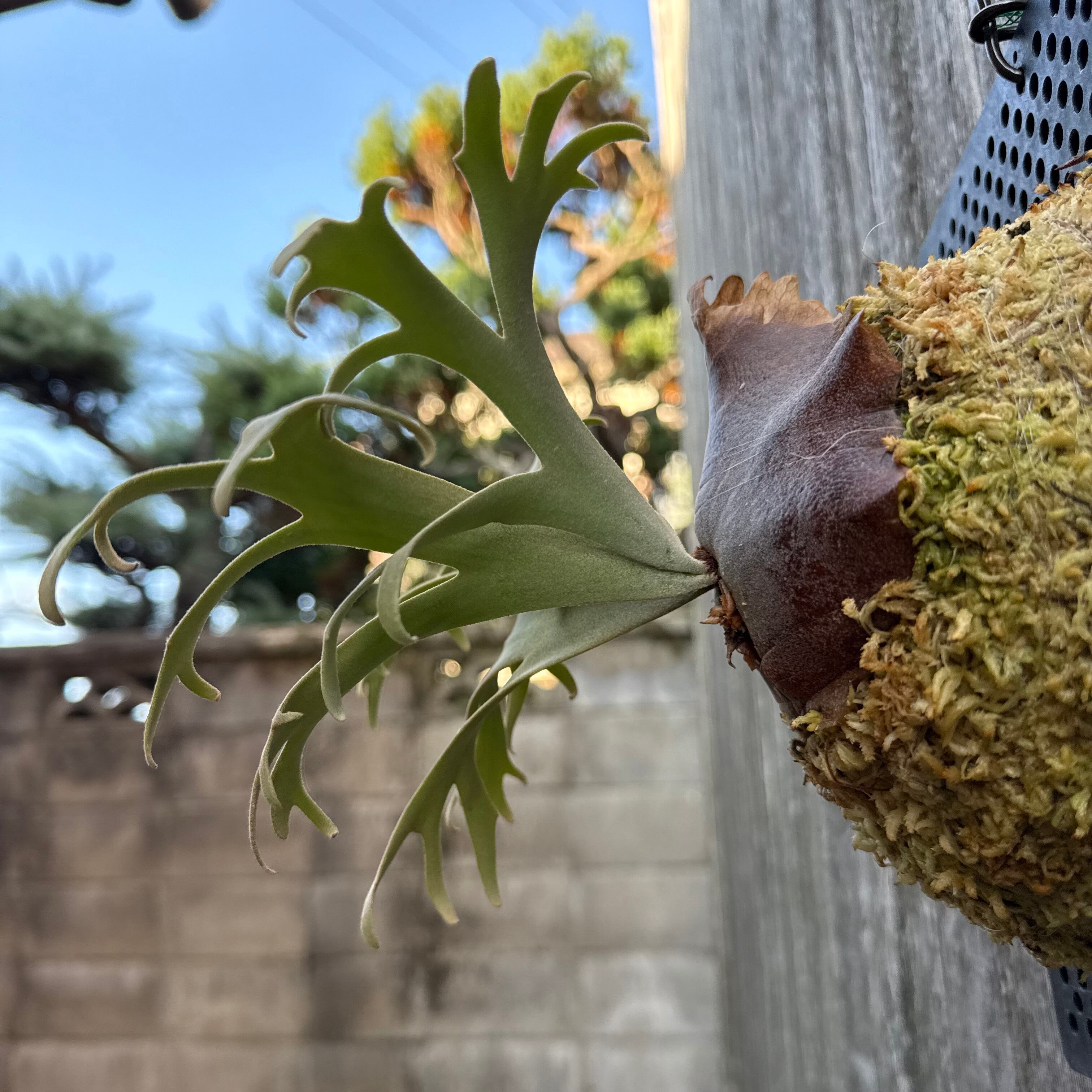 P. willinckii Jenny #1 (pup) | naturefix