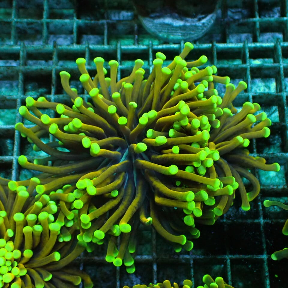 フジノスパイラル 1L 【元祖スパイラルろ材】正規品 | HOUSE REEF