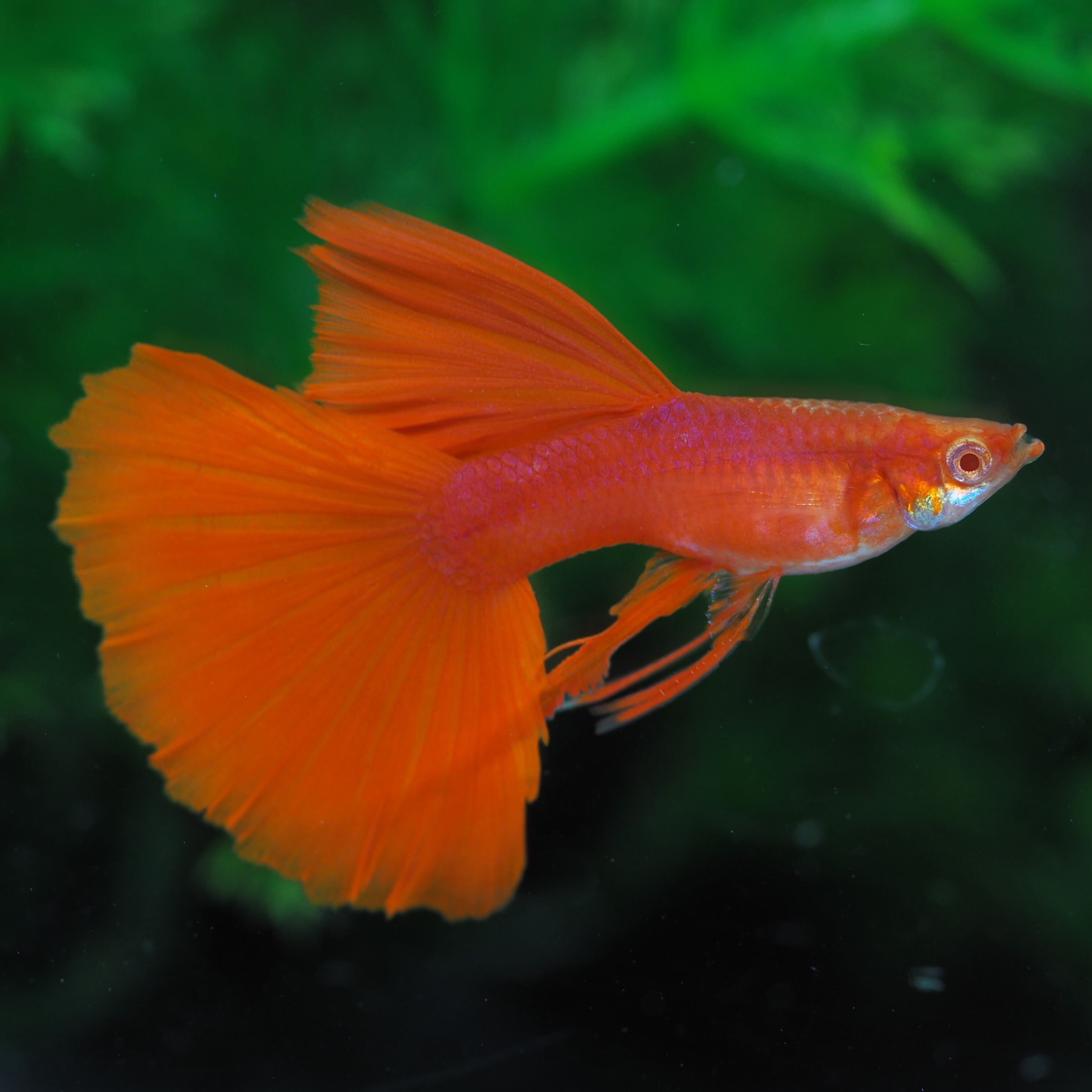 RREA ドイツイエロー　水槽　ライト　フィルター餌　グッピー　レッドチェリーシュリンプ  フルセット RREA ドイツイエロー 水槽 ライト フィルター餌 グッピー レッド