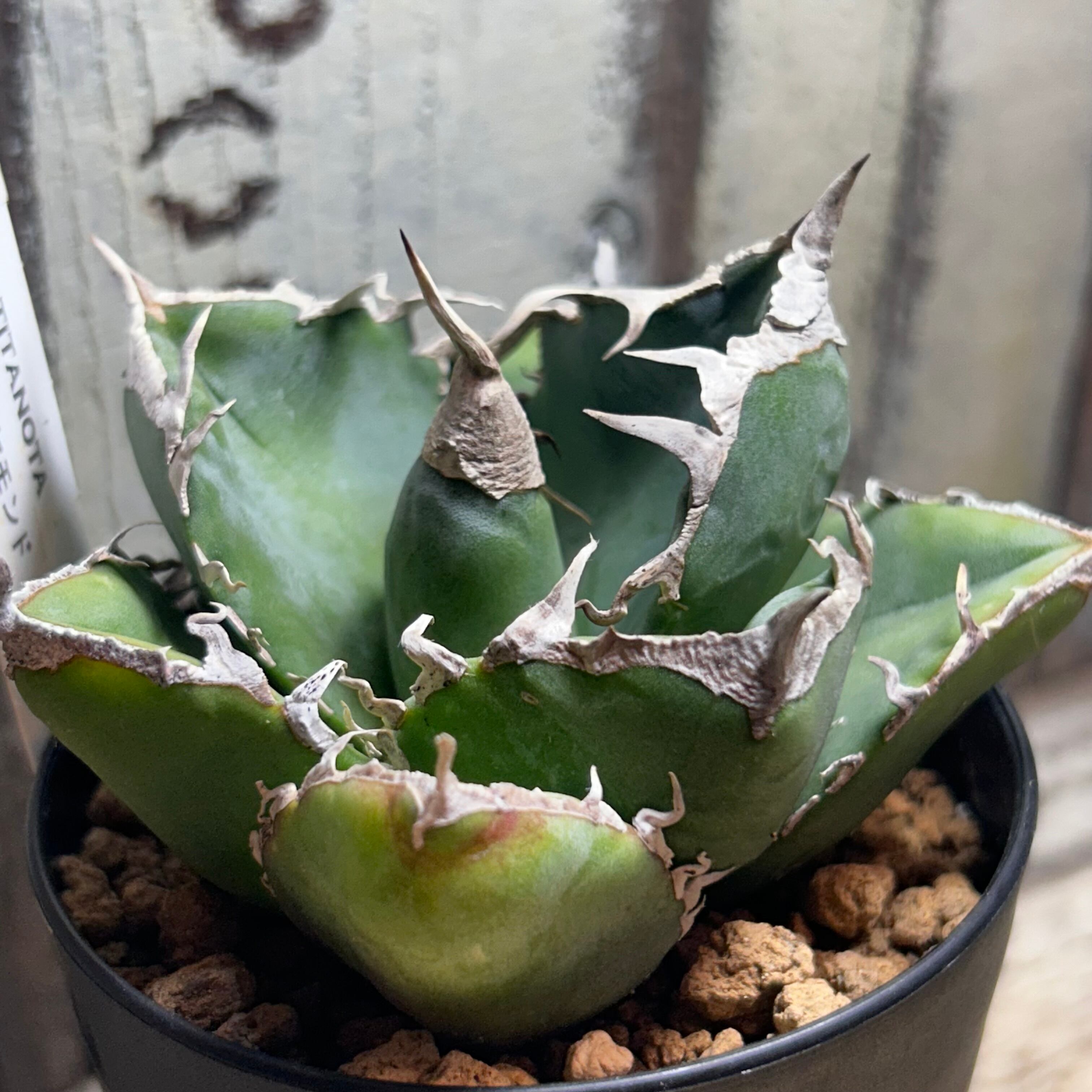 T) 南アフリカダイヤモンド アガベ | RuPo 多肉植物専門店