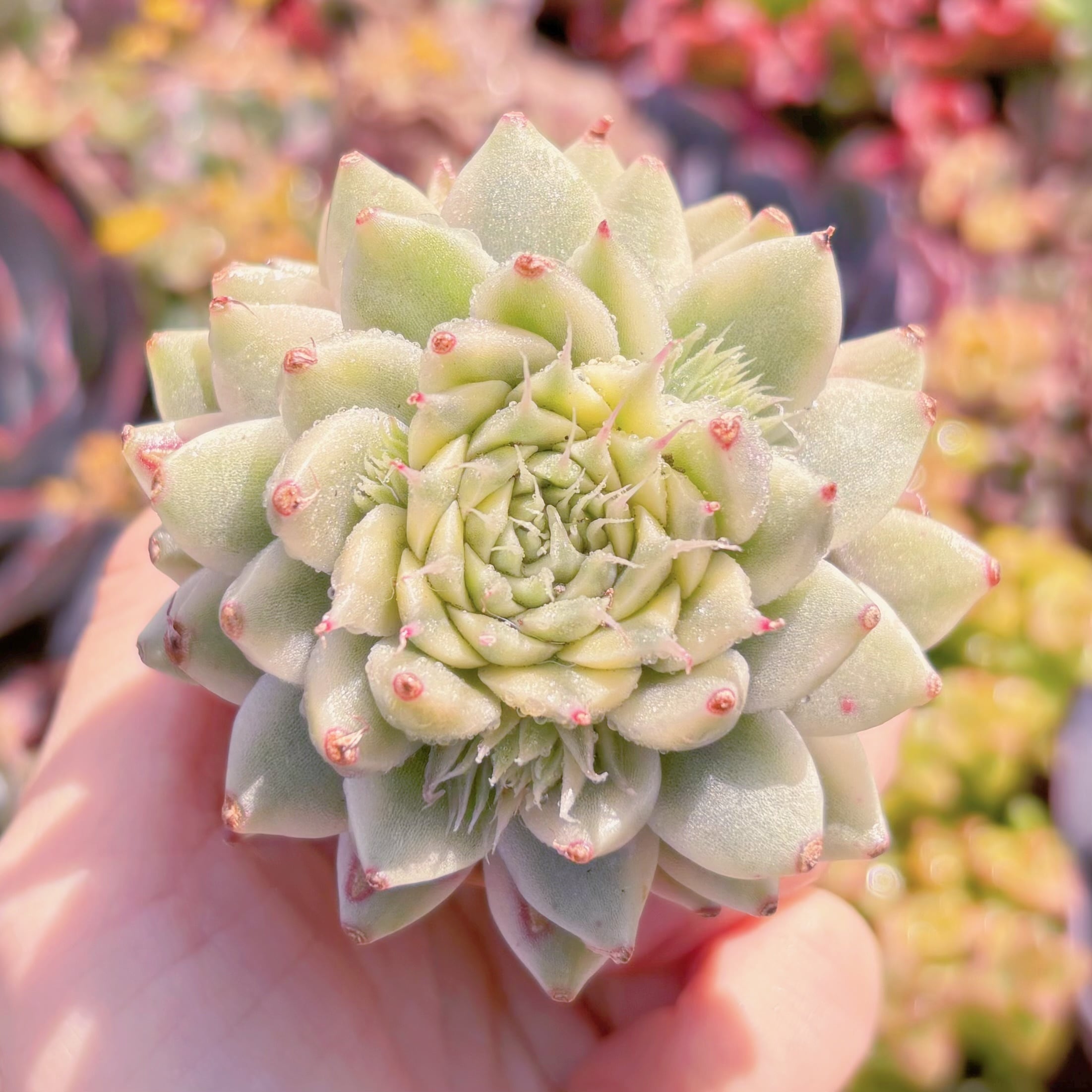 多肉植物　シルバースター錦　新入荷　るる農園