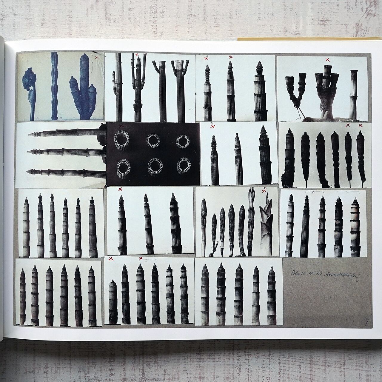 KARL BLOSSFELDT / ARBEITSCOLLAGEN | タイムカプセル
