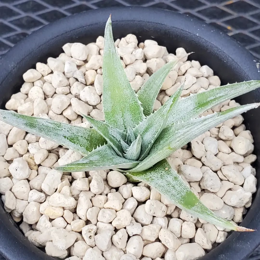 Dyckia（ディッキア） | レアプランツ通販サイトPlants Maniax