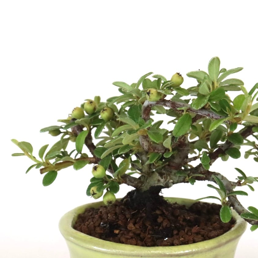カマツカコケモモ盆栽 | 盆栽工房WABI