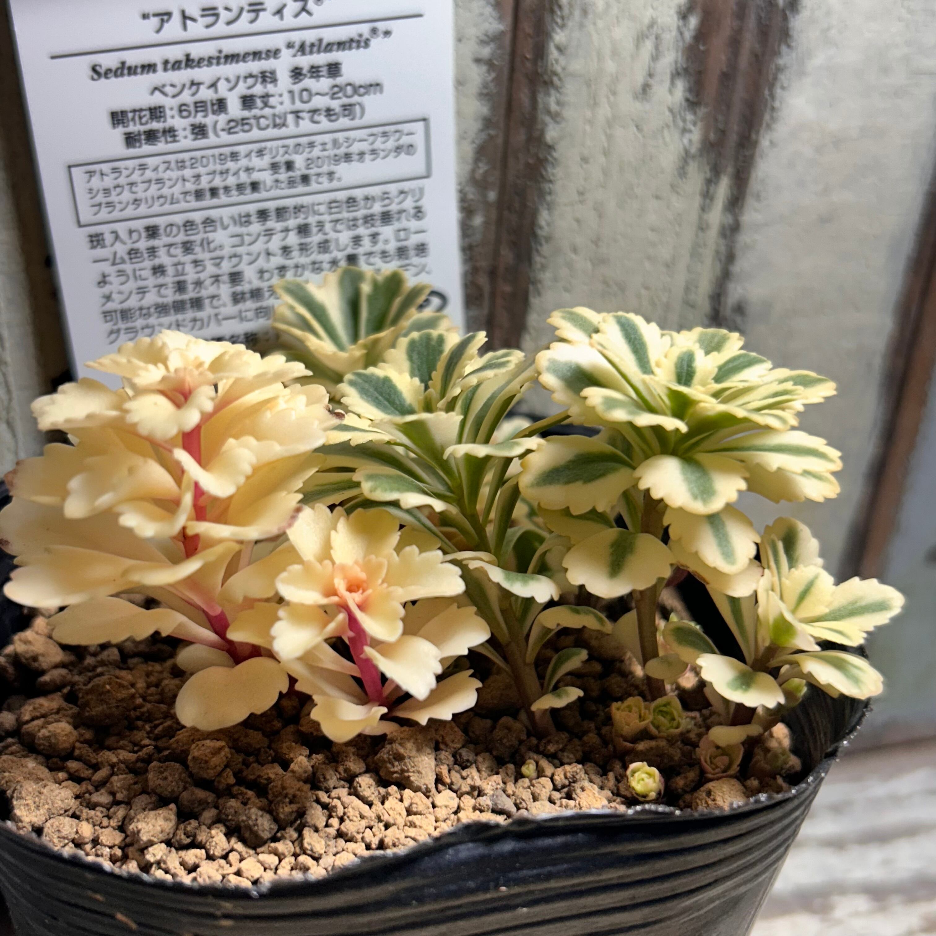 アトランティス | RuPo 多肉植物専門店