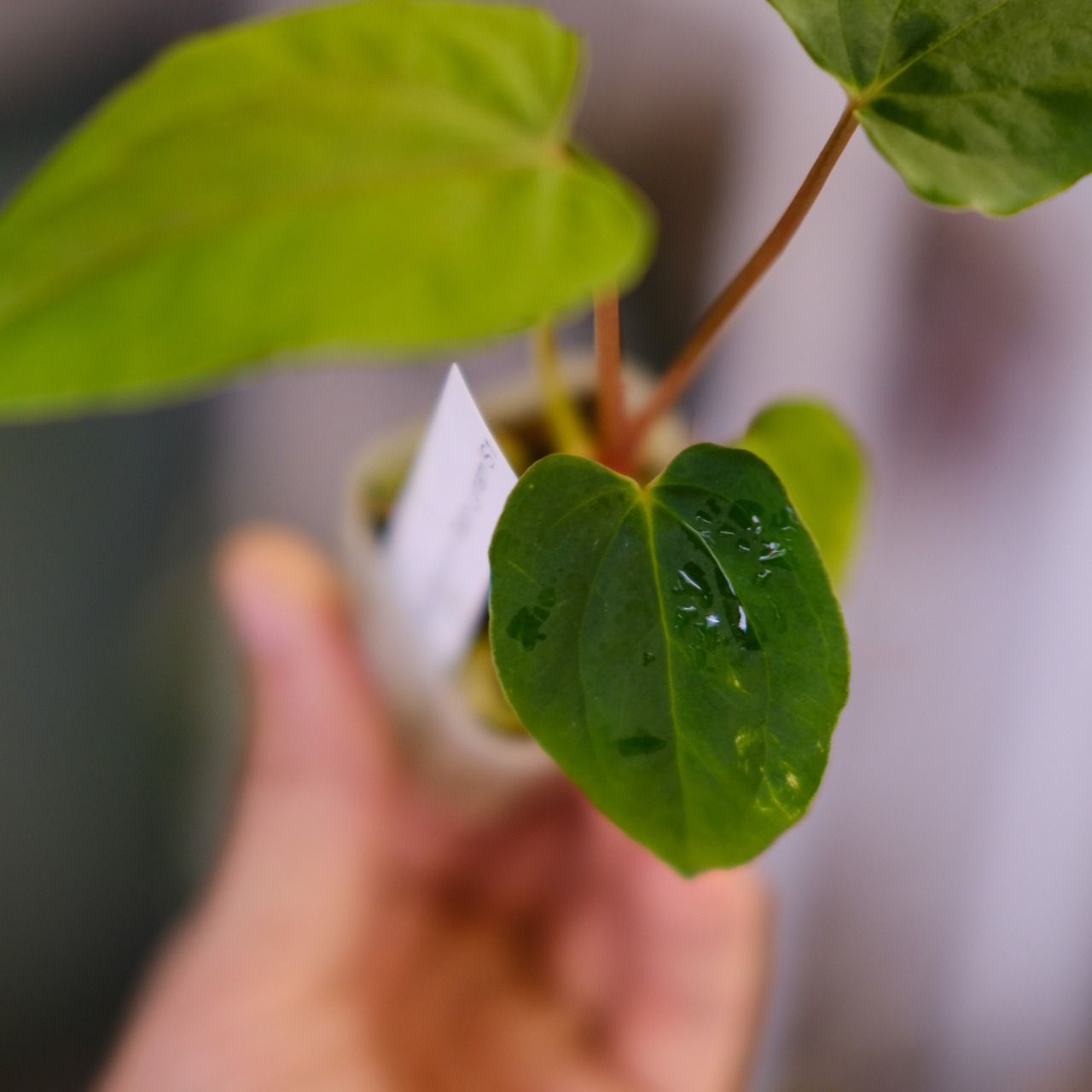 Anthurium Papillilaminum Guna Yala × Ralph Lynam S1 ‘Dwane’②｜アンスリウム パピリラミナム グナヤラ × ラルフ リナム ‘ドウェイン’｜観葉植物