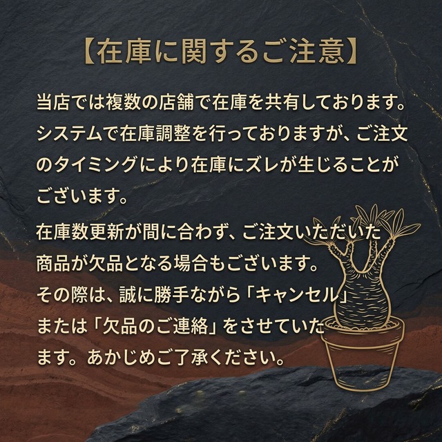 F60 アデニア ペチュエリー Adenia pechuelii ナミビア産 発根済み 現地球