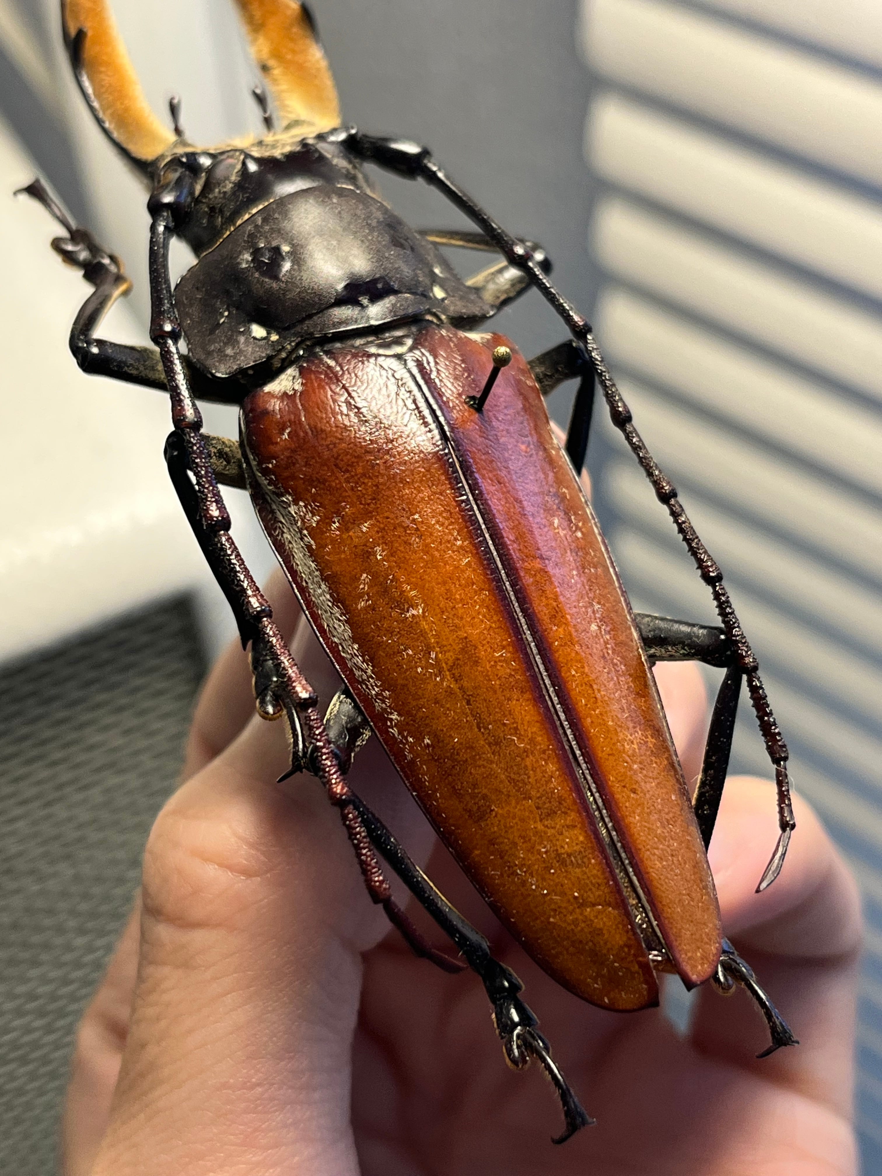 103mm】アラゲオオウスバカミキリ 甲虫昆虫標本タランチュラムカデ