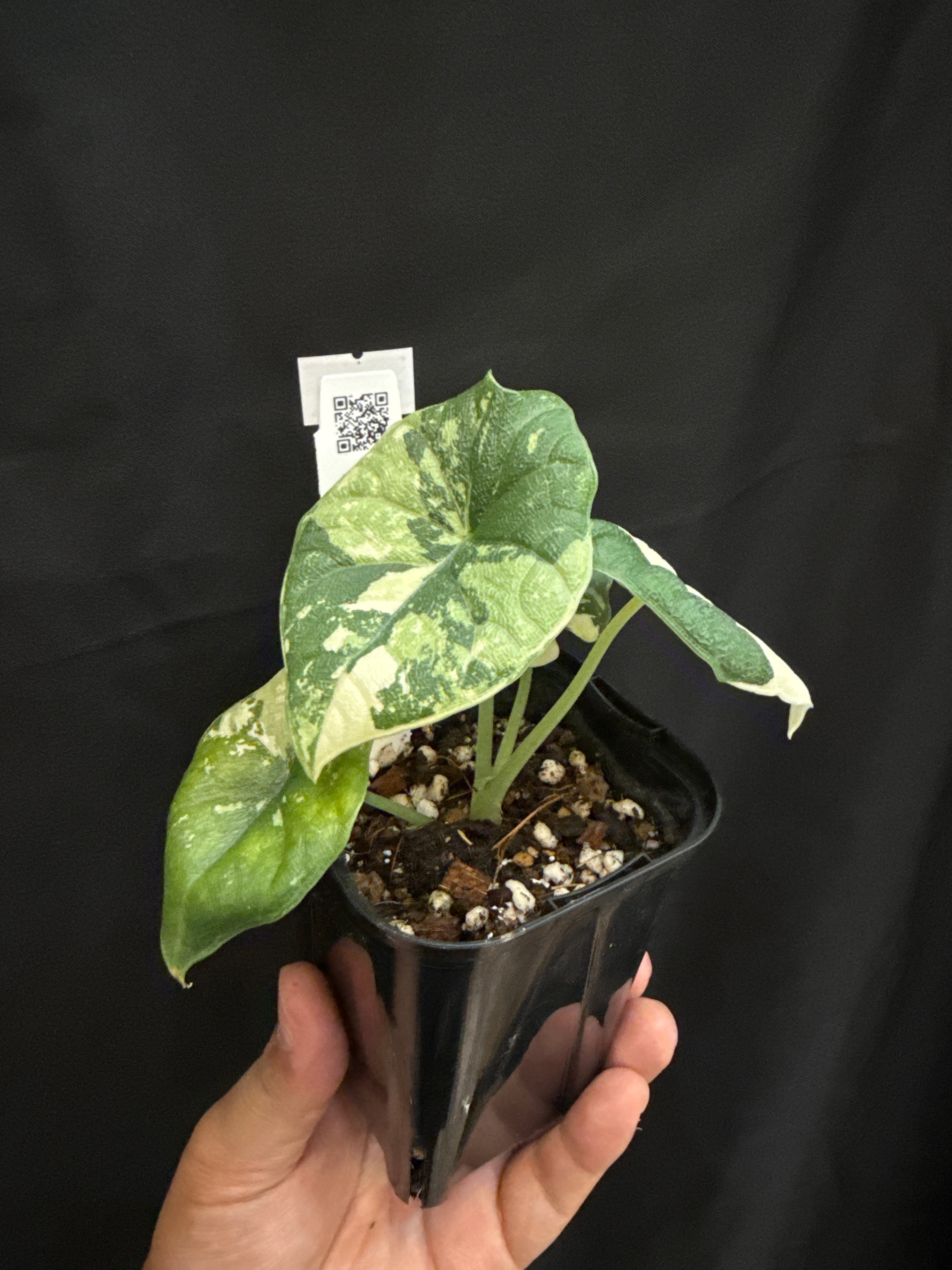 B (U.J.)アロカシア メロ albo variegated | Gardenえん 【観葉熱帯植物】