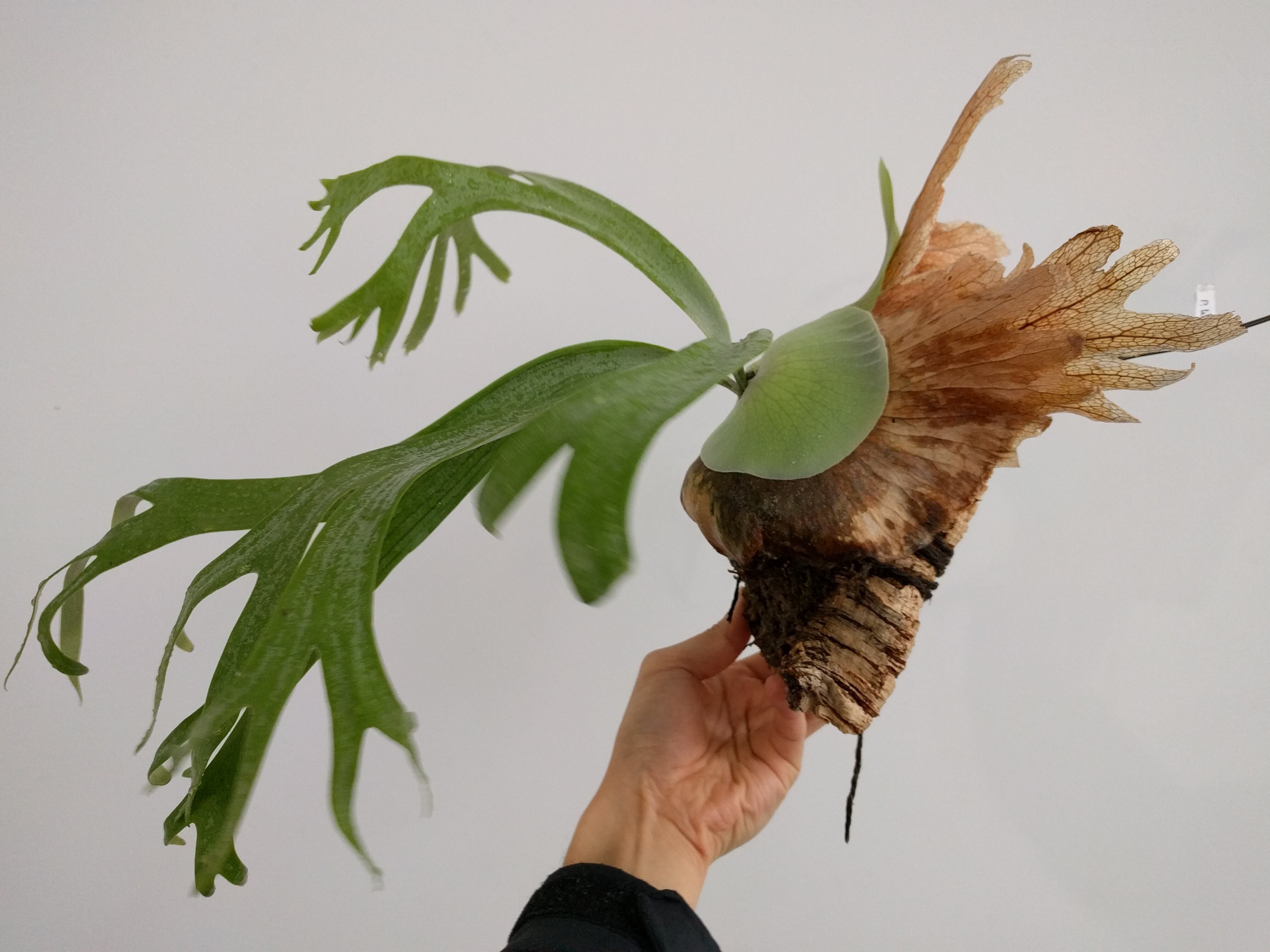 P. Veitchii Pedro oc ビカクシダ ペドロ オリジナル（veitchii cv  