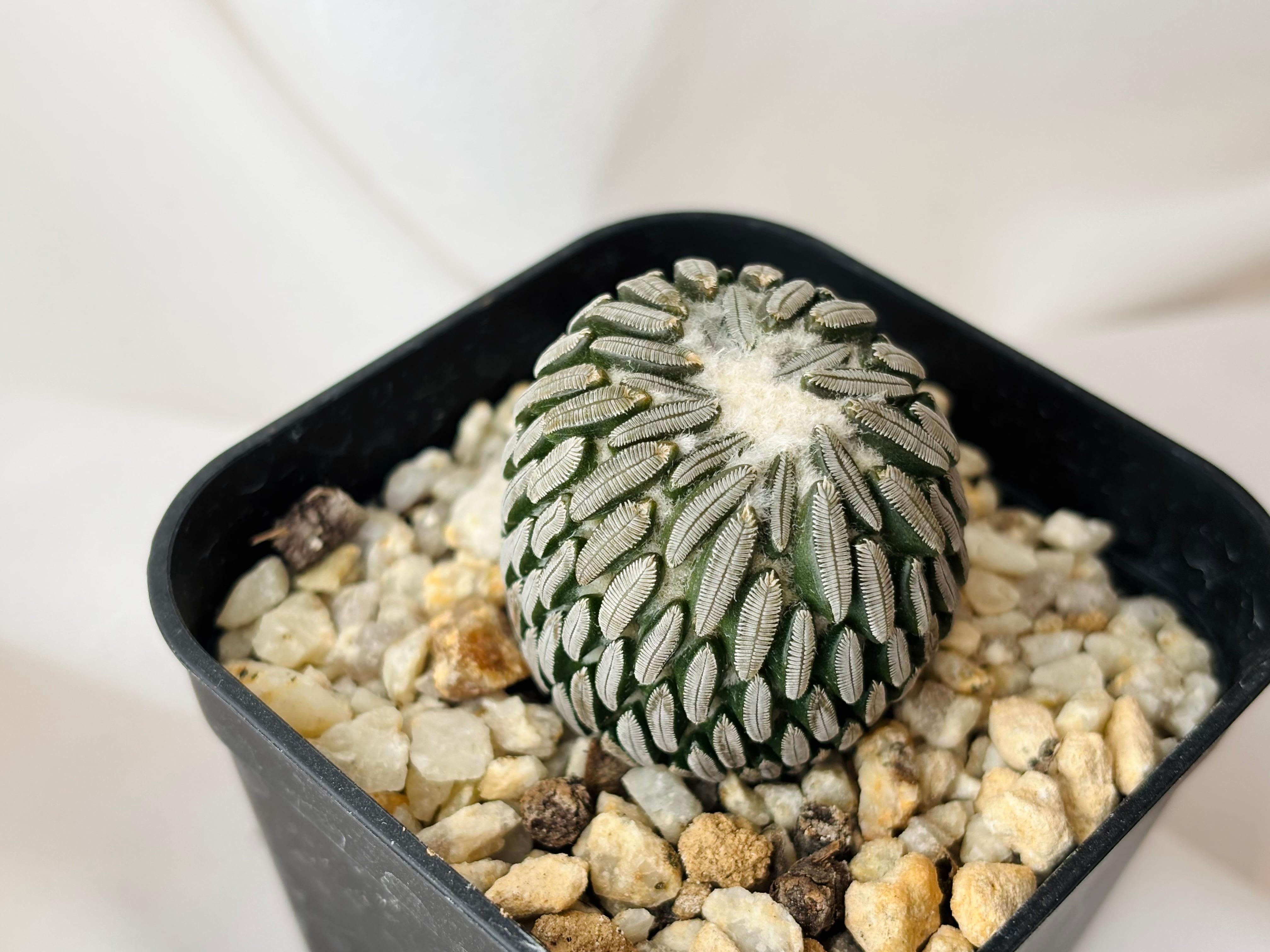 Pelecyphora aselliformis ペレキフォラ 精巧丸 サボテン | plants