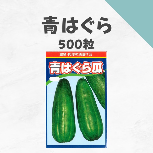 青はぐら　ツケウリ種子・500粒